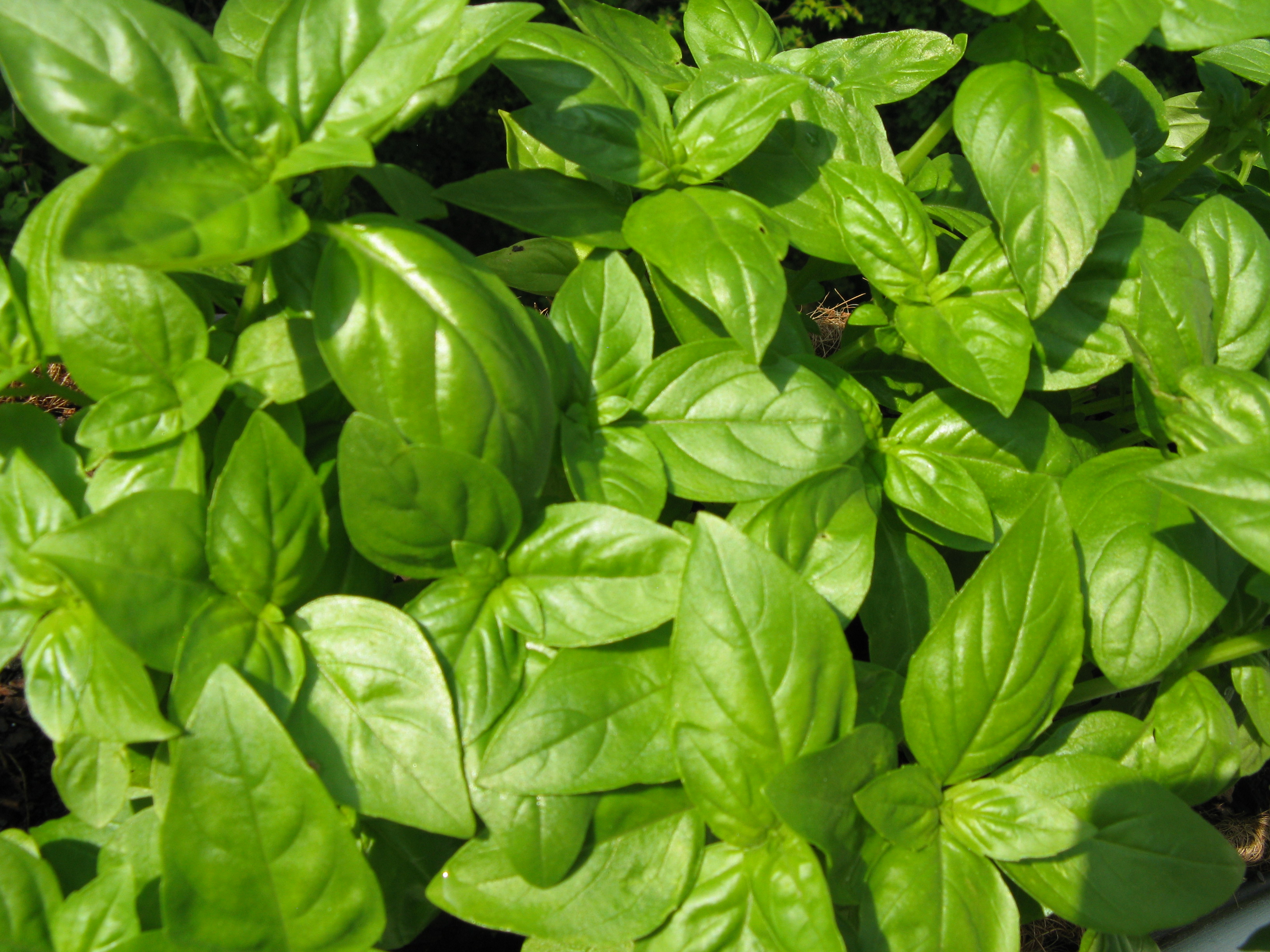 Sweet Italian basil