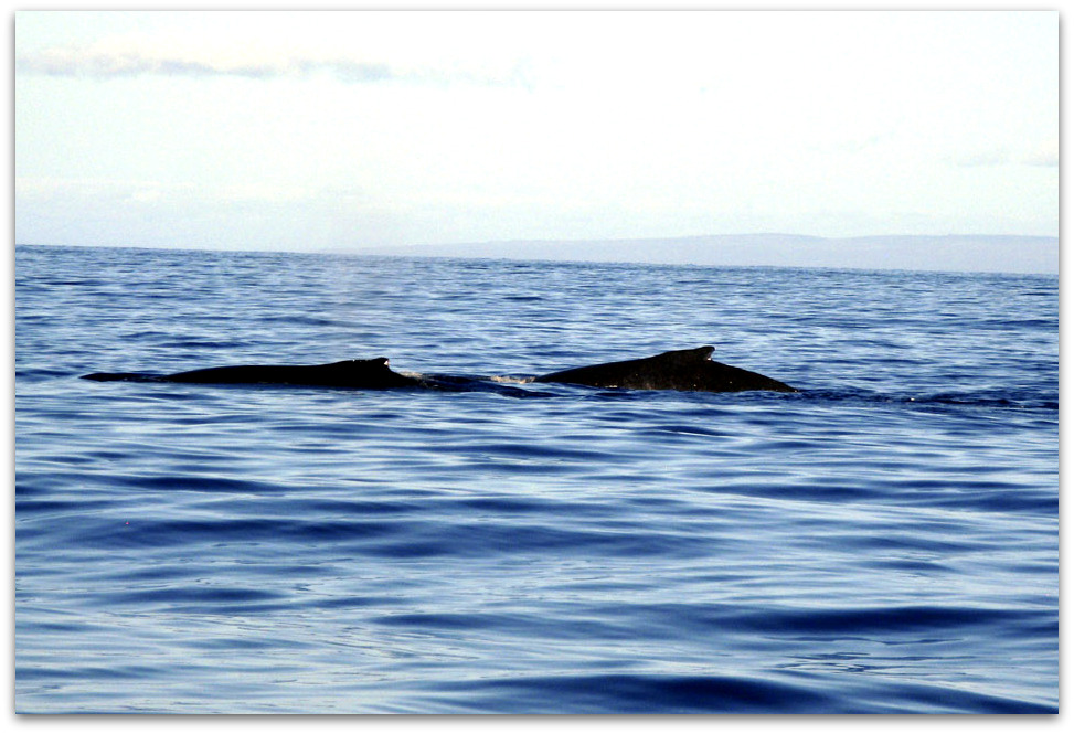 Humpback Whales in Hawaii pacific ocean