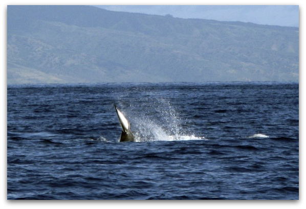 Humpback Whales in Hawaii pacific ocean