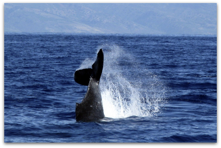 Humpback Whales in Hawaii pacific ocean