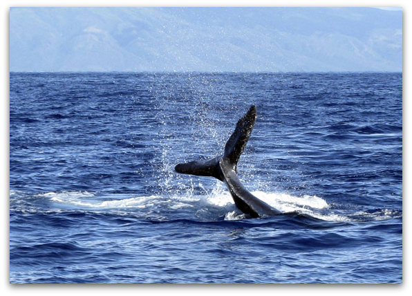Humpback Whales in Hawaii pacific ocean