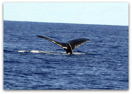 Humpback Whales in Hawaii pacific ocean