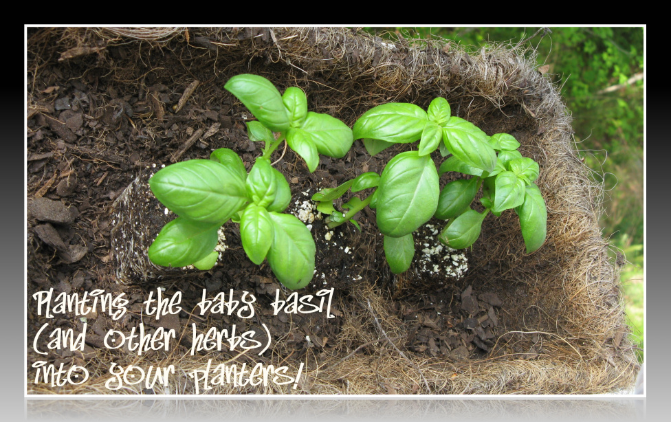 Planting baby basil