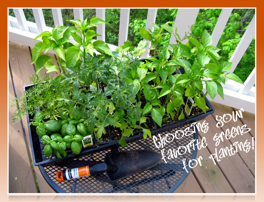 Planting new Herbs