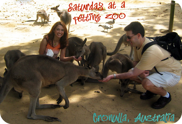 Kangaroos in Australia