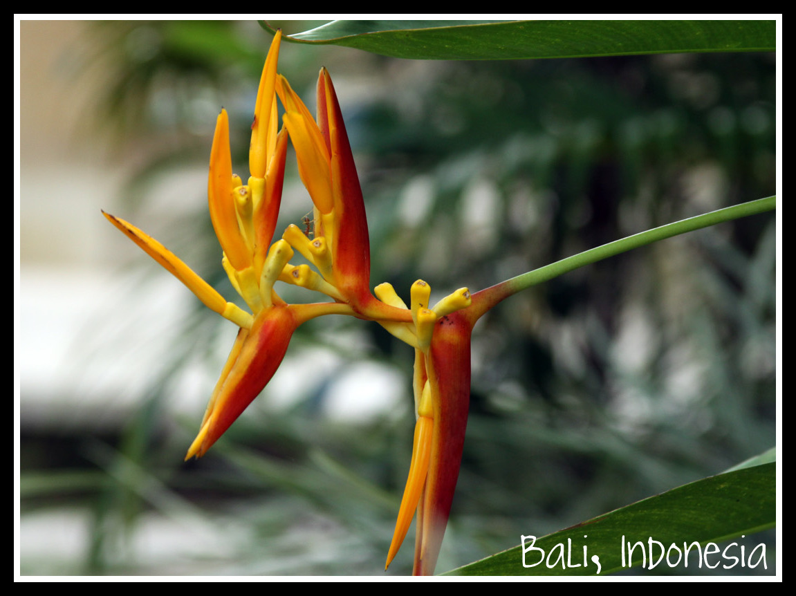 Bali Indonesia Flowers