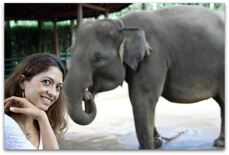 Elephant in Bali's park