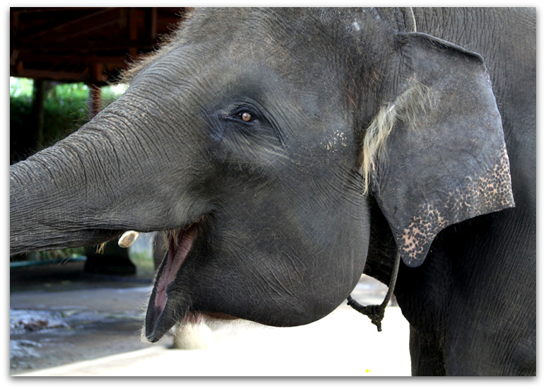 Elephant Smiling Bali