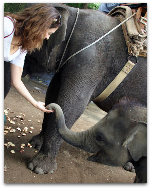 Baby Elephant Feeding Bali