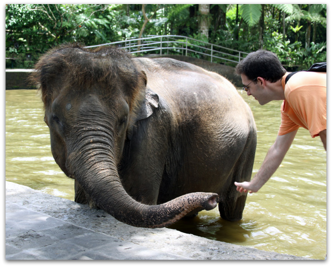 Elephant Extended Trunk