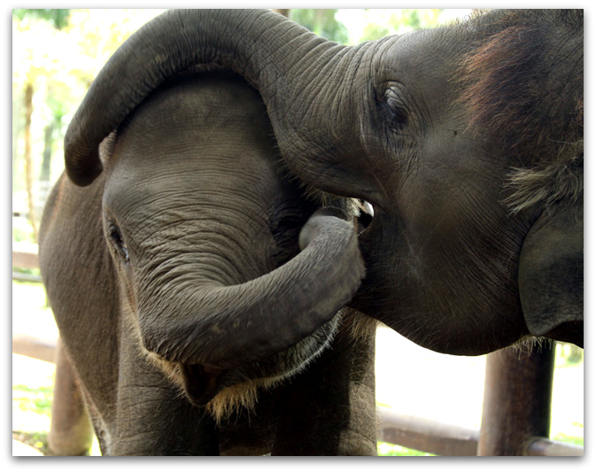 Baby Elephants Playing in Bali