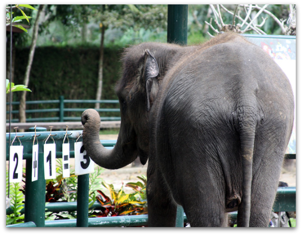 Elephant doing simple math in Bali