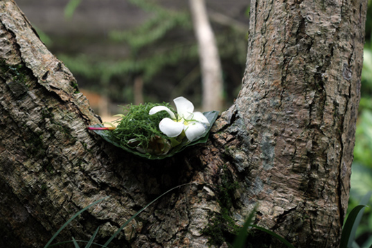 Lotus flower on a bali tree