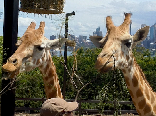 Giraffes_SydneyZoo