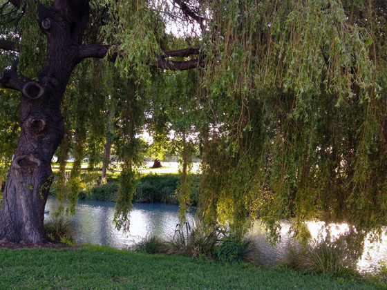 Standing Tall Trees in Christchurch