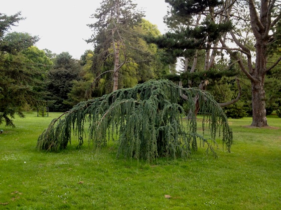 Stay-Inspired-Tree-Christchurch