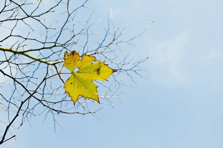 last-leaf